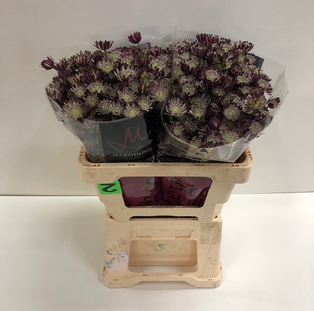 Astrantia star of love.jpg